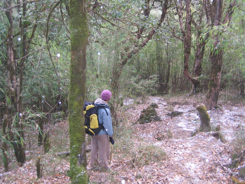 Snowfall in the bamboo forest on the way down