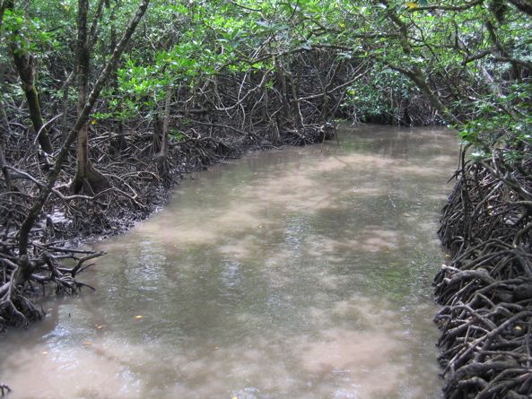 Baratang - Mangrovenwald auf dem Weg zur Kalksteinhoehle