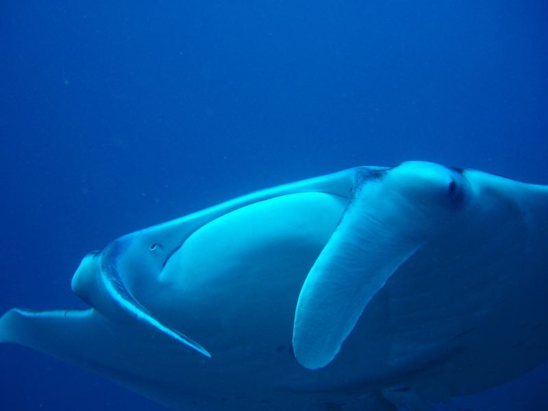 Manta ray