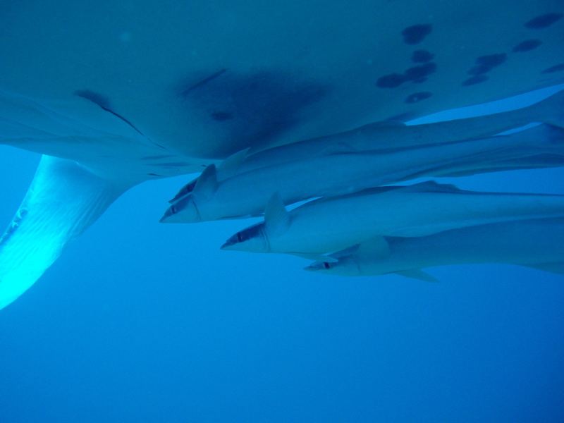 Manta ray with suckerfish