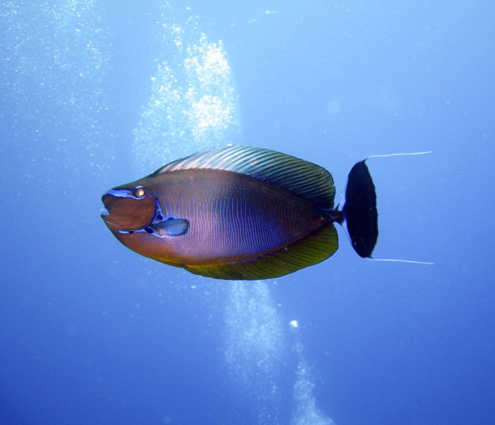 Unicornfish