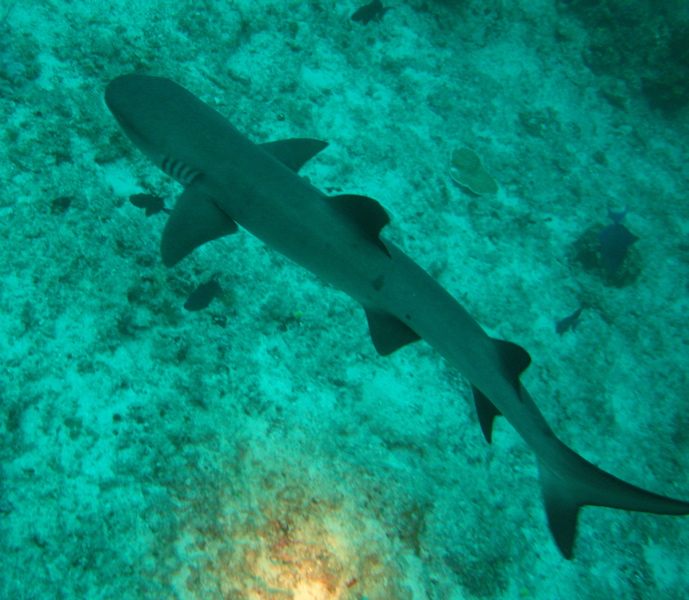 Whitetip reefshark