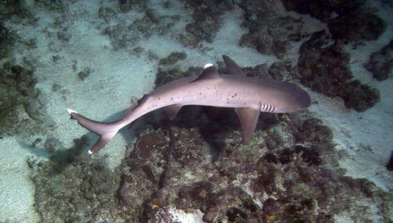 Whitetip reefshark