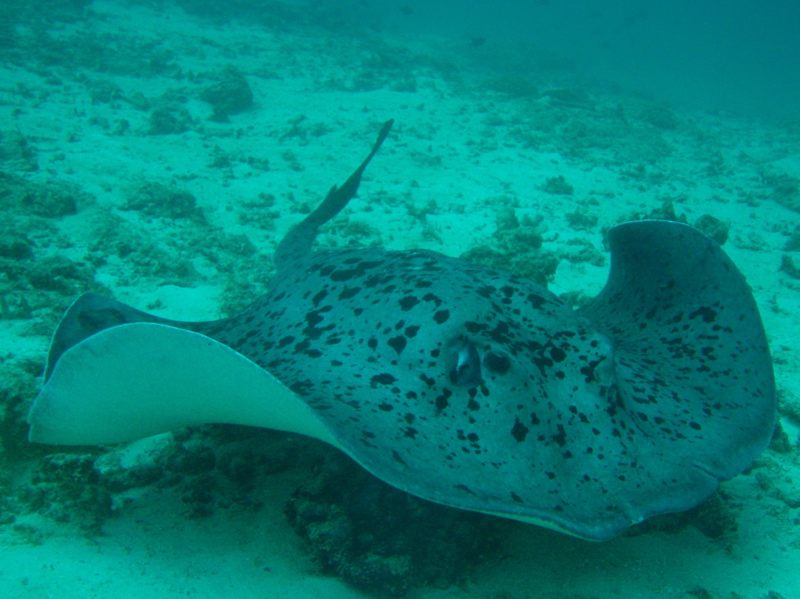 Black-spotted stingray