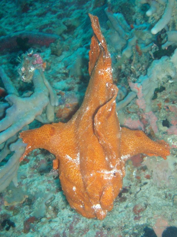 Frogfish