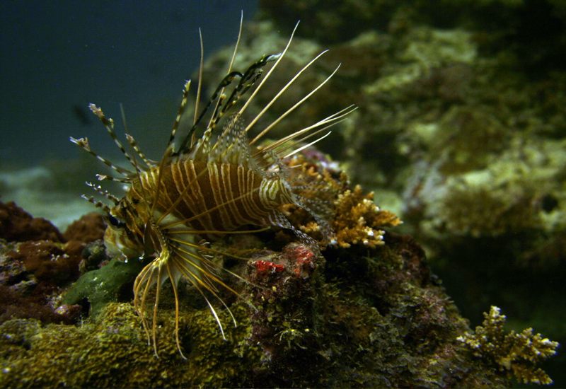 Lionfish