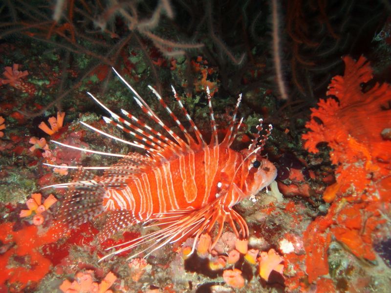 Lionfish