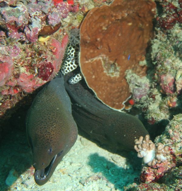 Moray eels