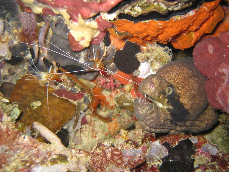 Moray eel with cleaner shrimps