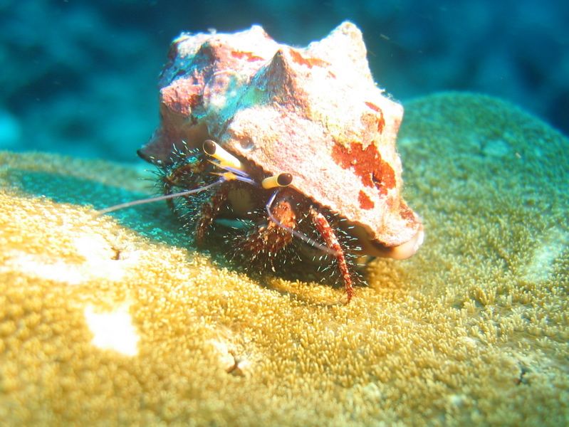 Hermit crab