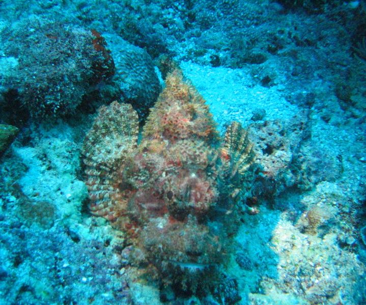 Scorpionfish