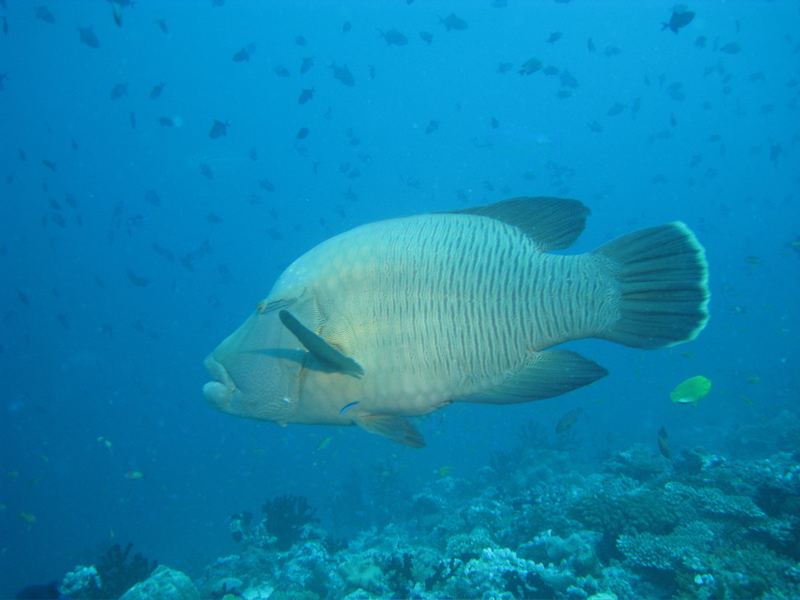 Napoleon Wrasse