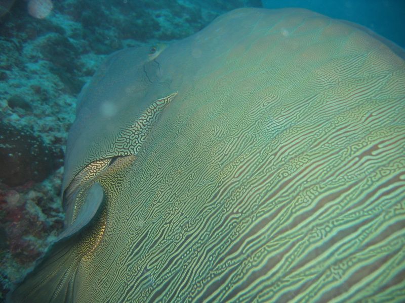 Napoleon Wrasse