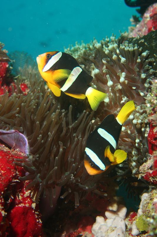 Anemonefish in sea anemones