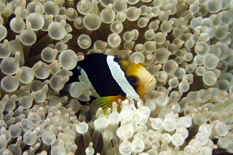 Anemonefish in sea anemones