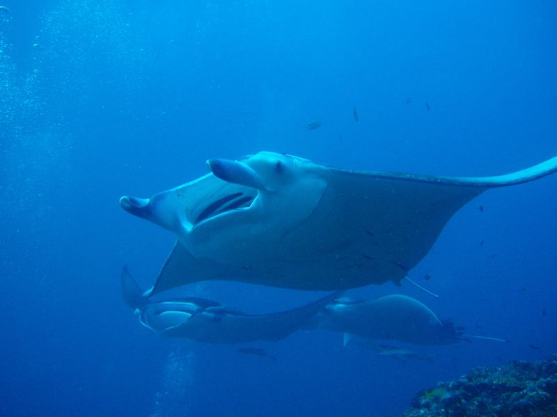 Manta Rays on a cleaner station