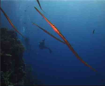 Bild eines Tauchgangs