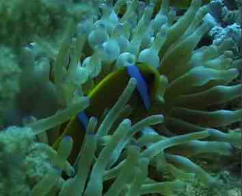 Bild eines Tauchgangs