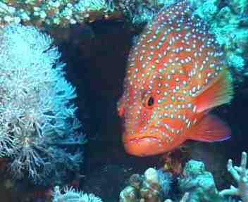 Bild eines Tauchgangs