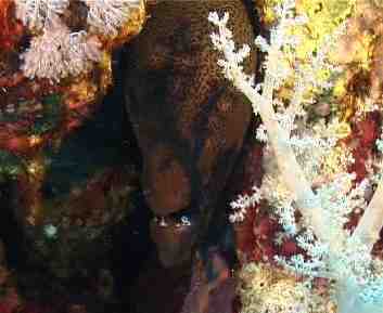 Bild eines Tauchgangs